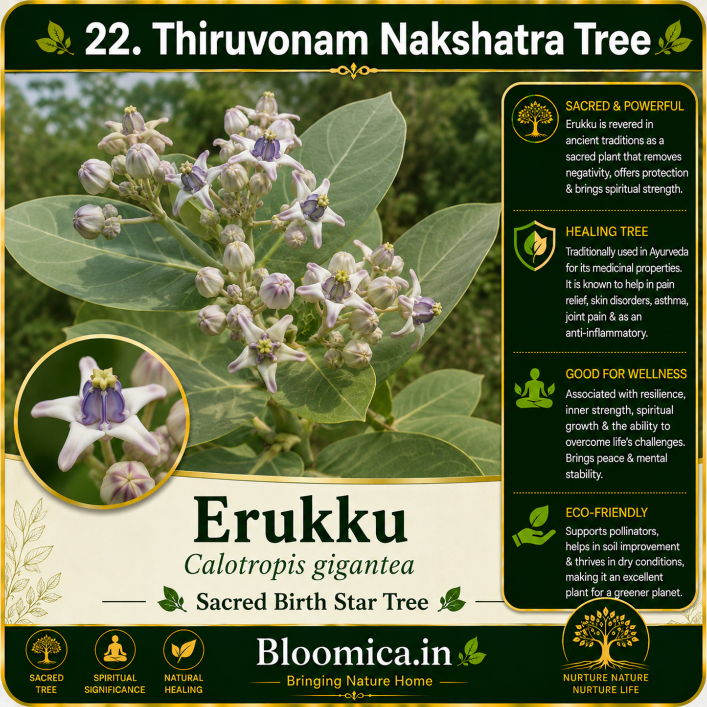 27 Nakshatra Trees Combo Pack | Complete Birth Star Sacred Live Plants Collection