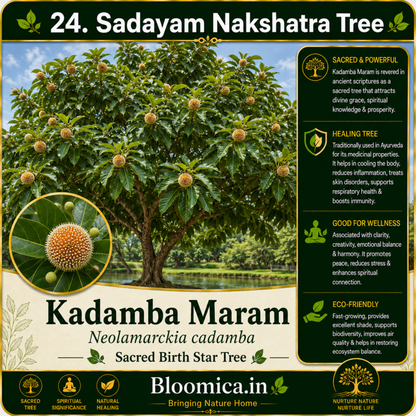 27 Nakshatra Trees Combo Pack | Complete Birth Star Sacred Live Plants Collection