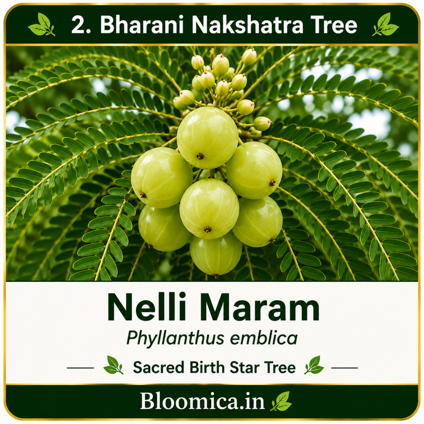 27 Nakshatra Trees Combo Pack | Complete Birth Star Sacred Live Plants Collection