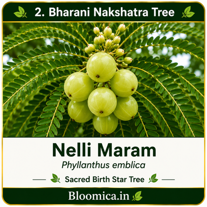 27 Nakshatra Trees Combo Pack | Complete Birth Star Sacred Live Plants Collection