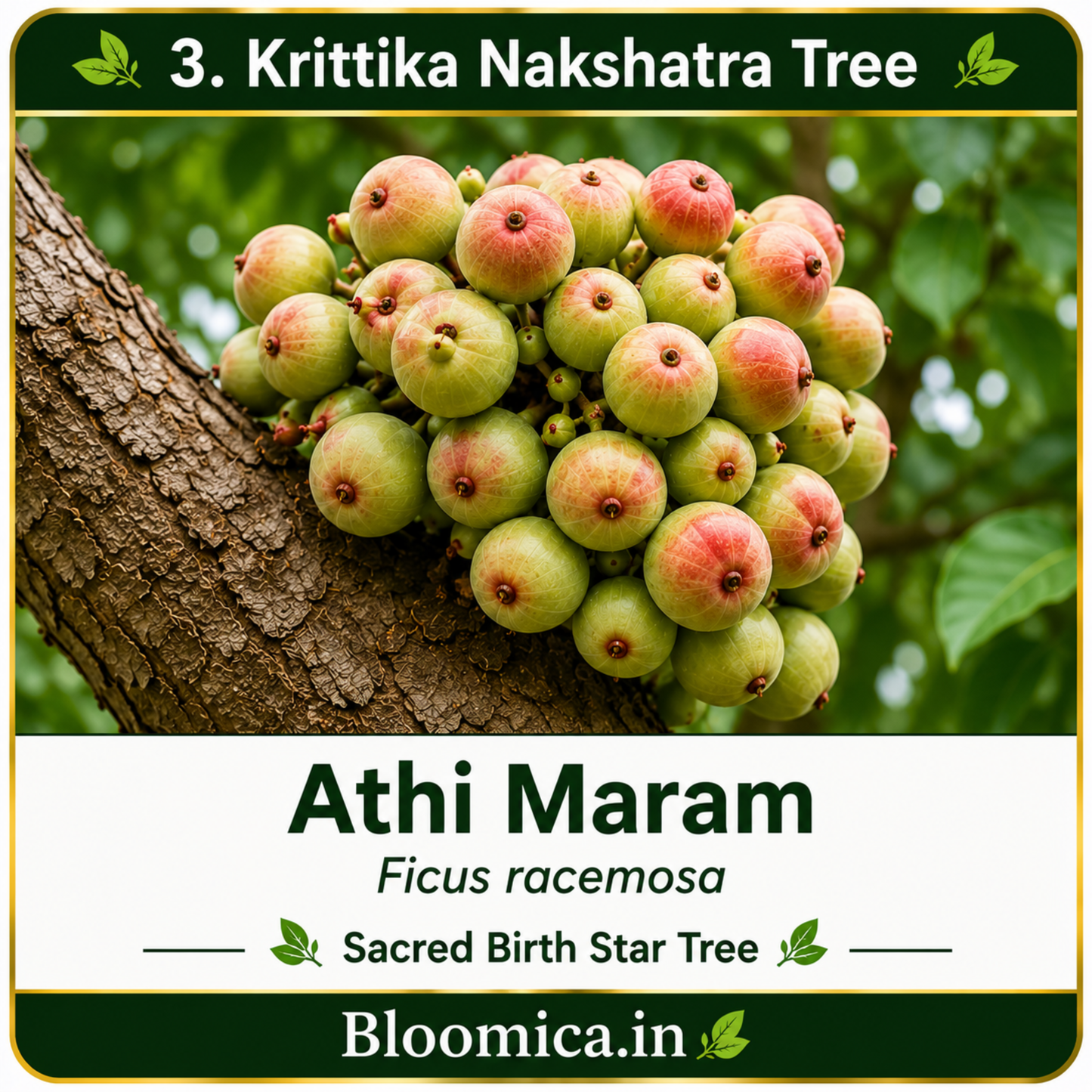 27 Nakshatra Trees Combo Pack | Complete Birth Star Sacred Live Plants Collection