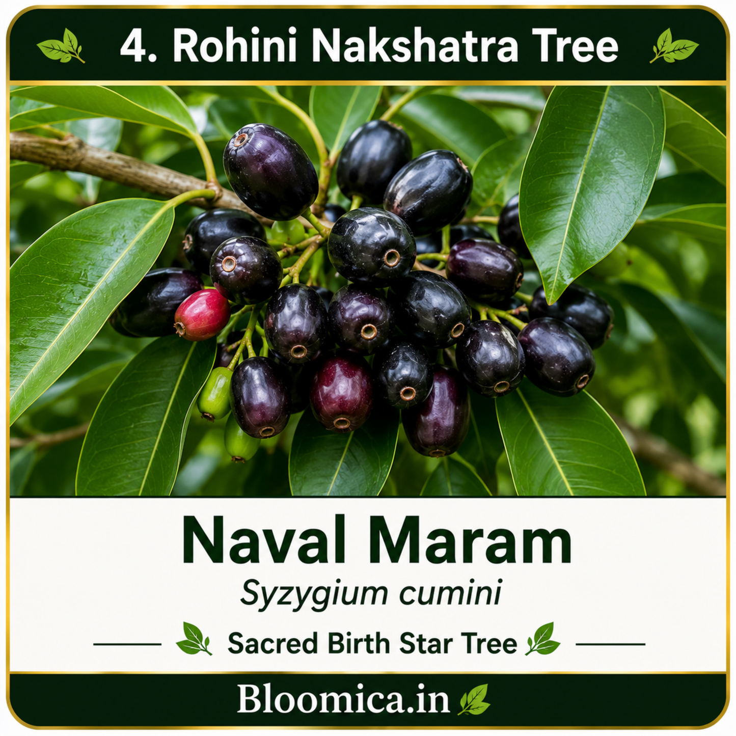 27 Nakshatra Trees Combo Pack | Complete Birth Star Sacred Live Plants Collection