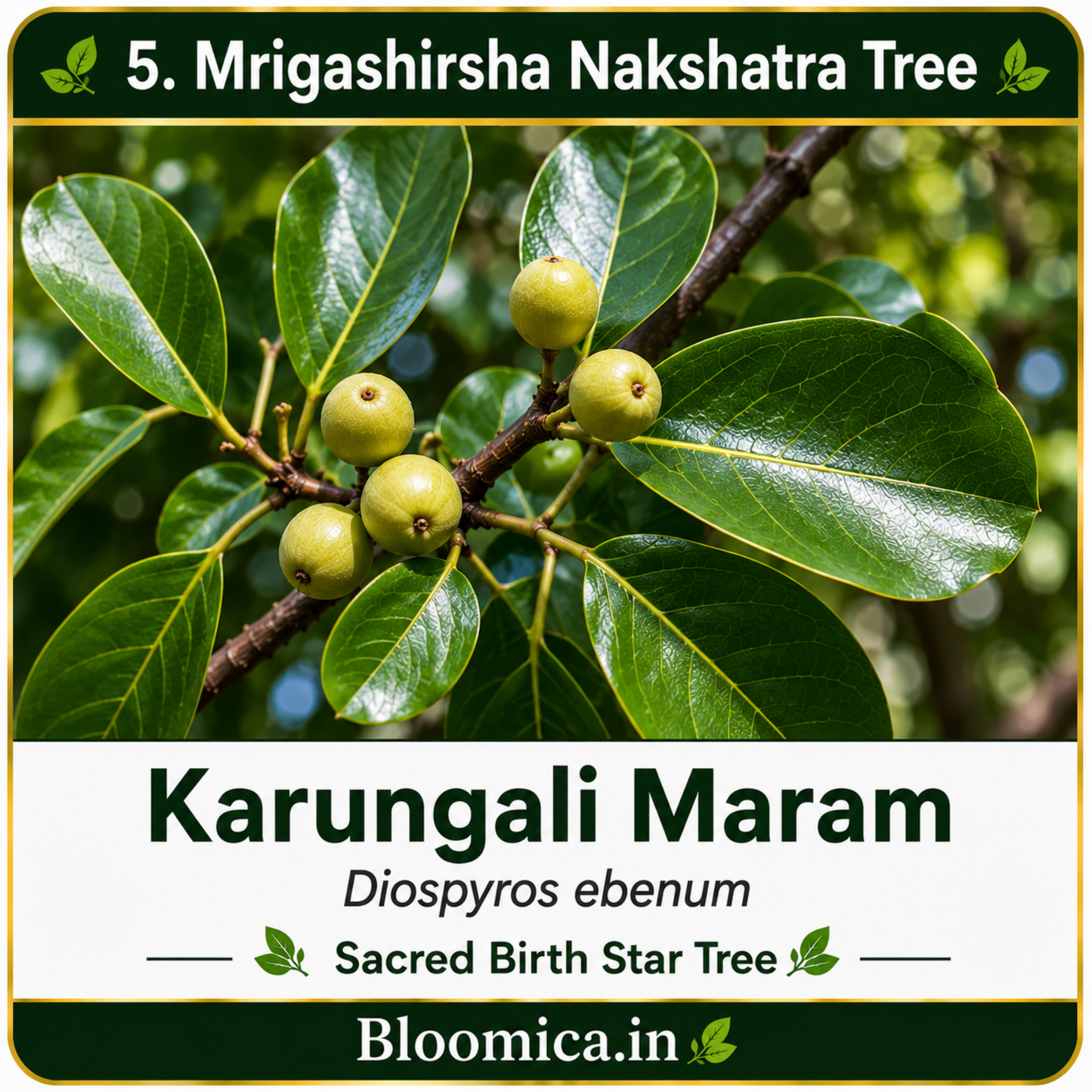 27 Nakshatra Trees Combo Pack | Complete Birth Star Sacred Live Plants Collection