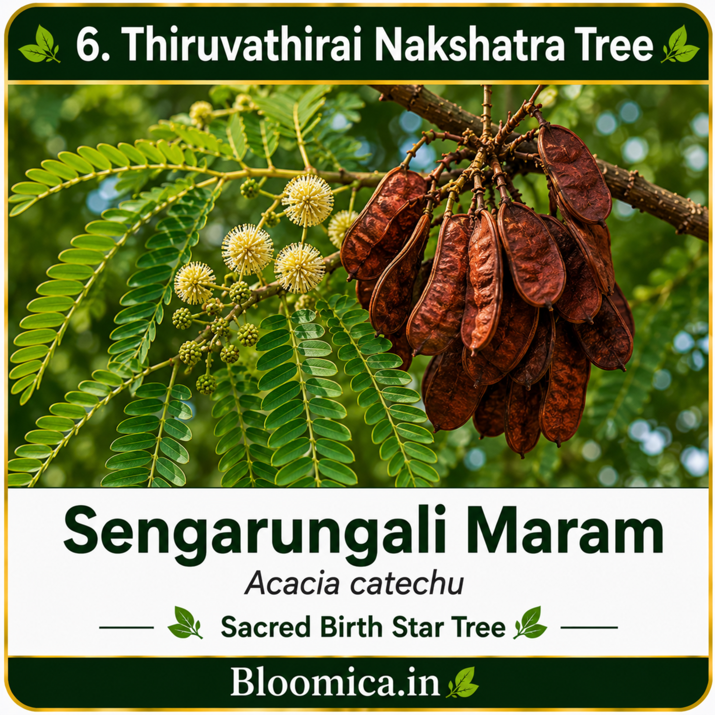 27 Nakshatra Trees Combo Pack | Complete Birth Star Sacred Live Plants Collection