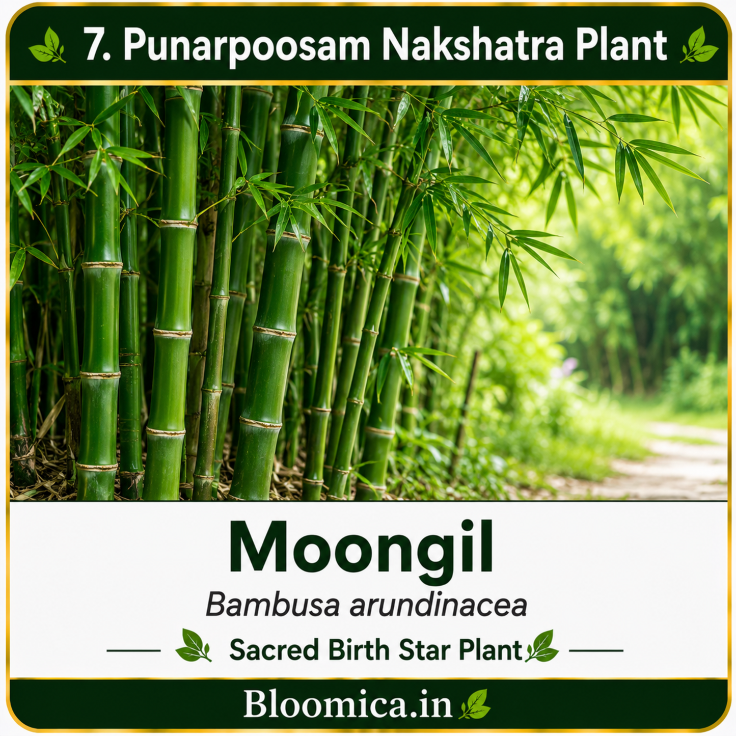 27 Nakshatra Trees Combo Pack | Complete Birth Star Sacred Live Plants Collection