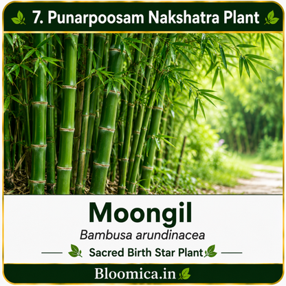27 Nakshatra Trees Combo Pack | Complete Birth Star Sacred Live Plants Collection