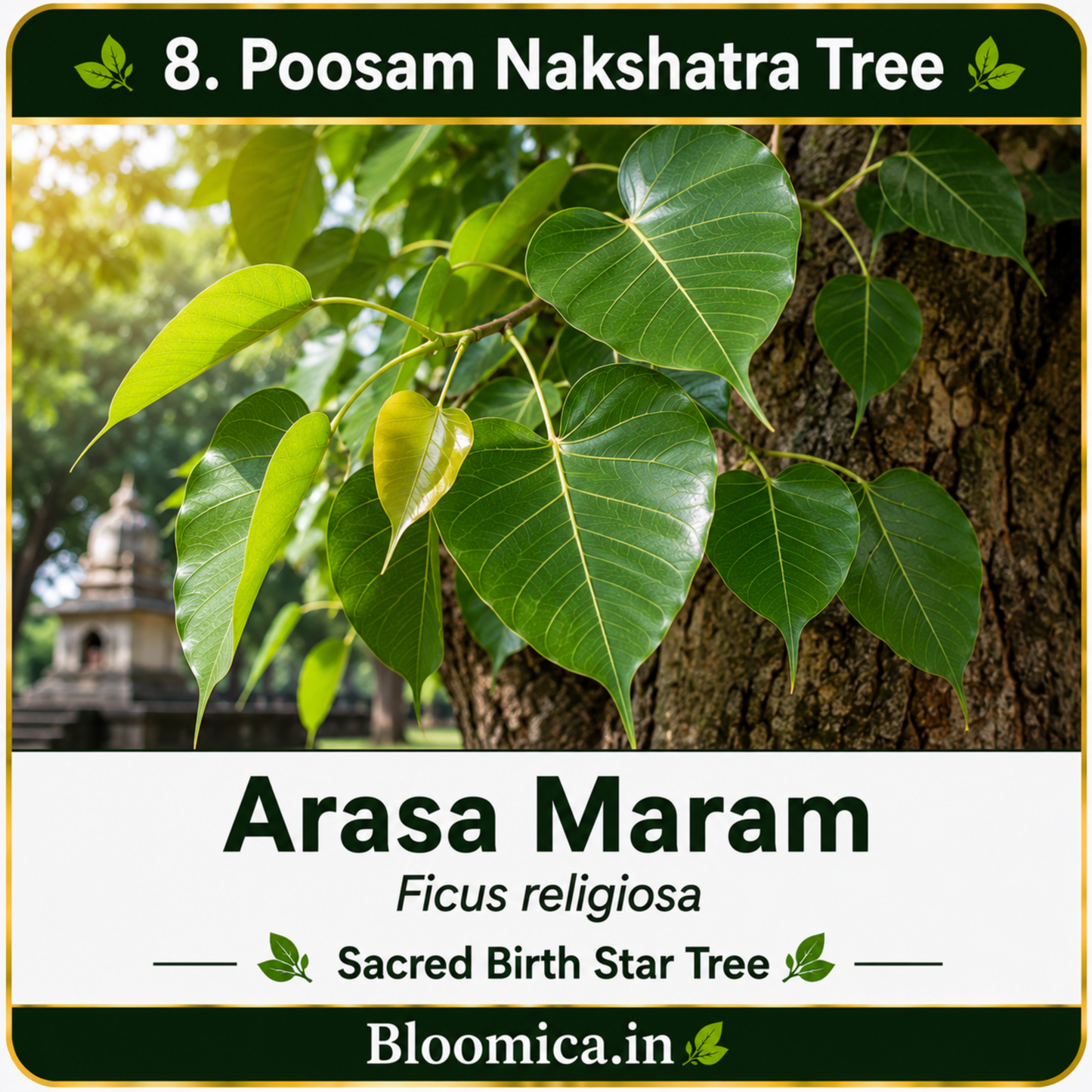 27 Nakshatra Trees Combo Pack | Complete Birth Star Sacred Live Plants Collection