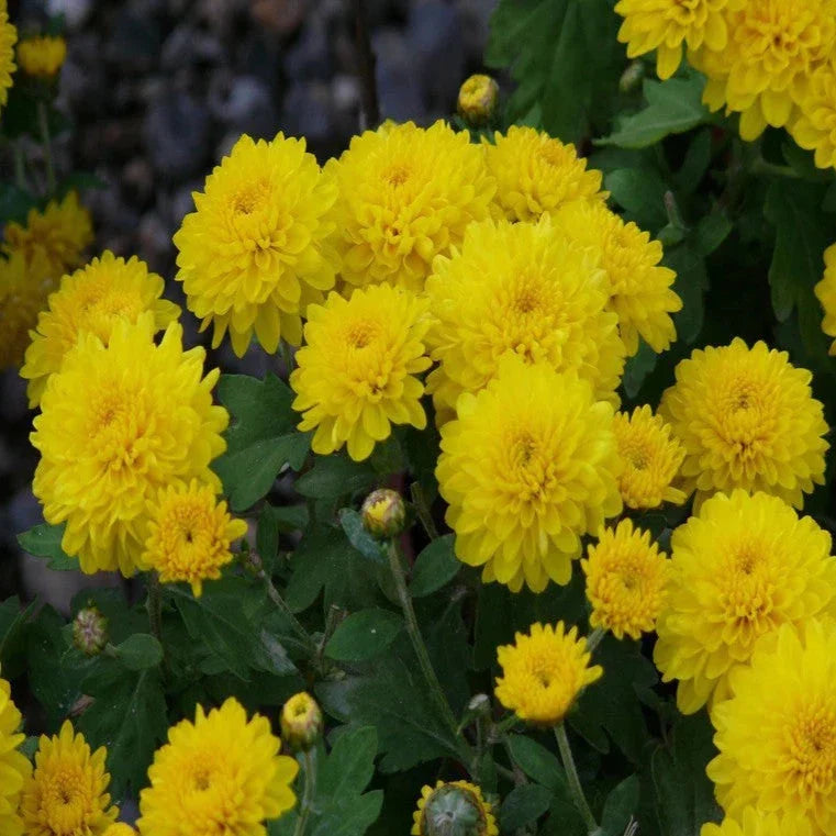 Dwarf Yellow Chrysanthemum Flowering Live Plant - Pot with Flowers