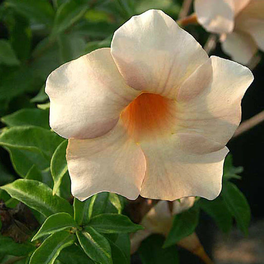 Allamanda Biscuit All Time Flowering Live Plant