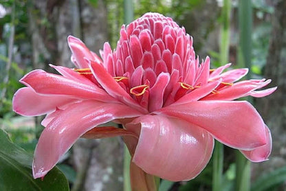 Torch Ginger Live Plants (Pack of 3) Red, Pink and White