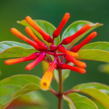Hamelia Hummingbird All Time Flowering Live Plant