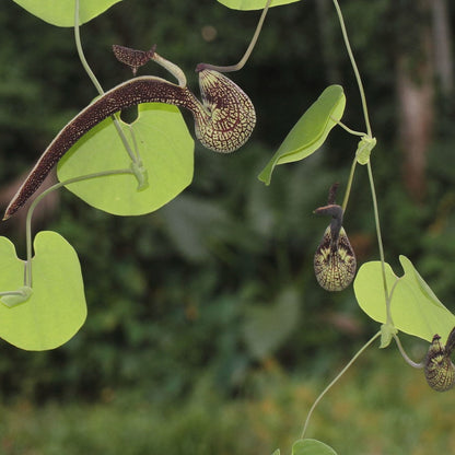 Aristolochia Ringens Flowering Live Plant