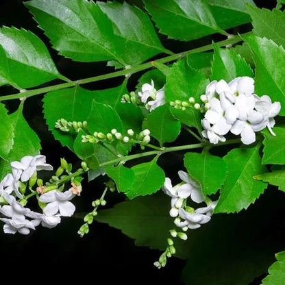 Duranta Erecta White Flower with Green Leaves Ornamental Live Plant