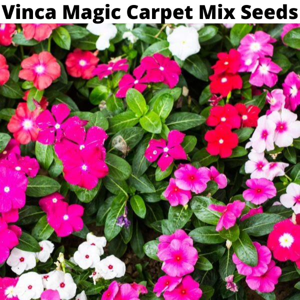 Flower Seeds Bundle