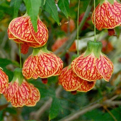 Lantern Hibiscus Tiger Flowering Live Plant