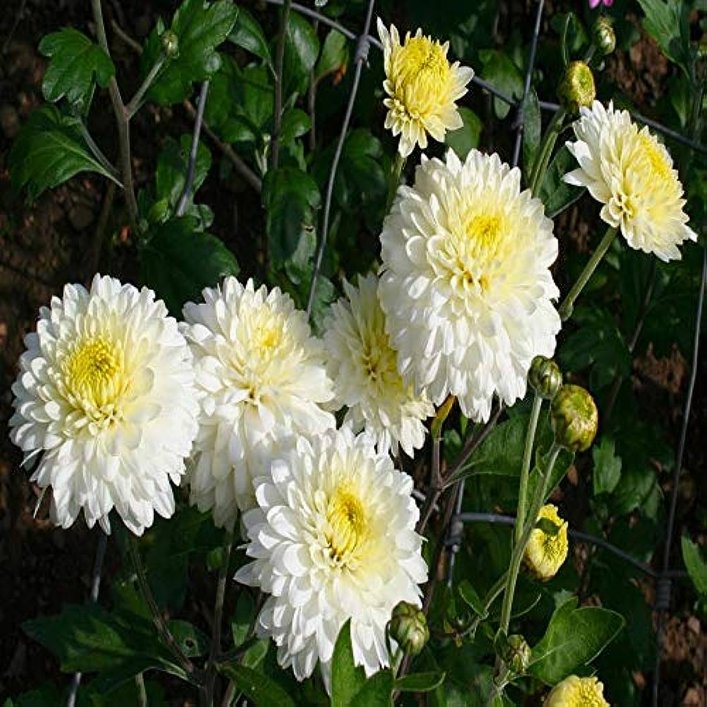 Dwarf White Chrysanthemum Flowering Live Plant - Pot with Flowers