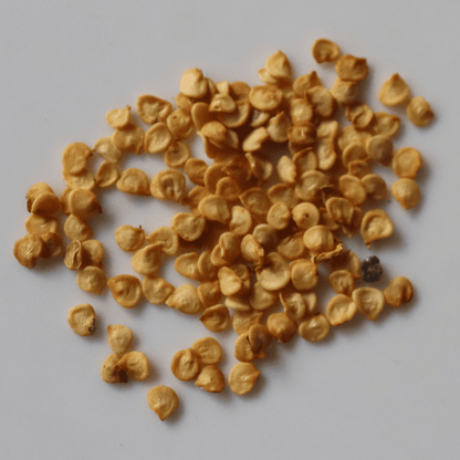 Organic Bullet Chilli Seeds - Open Pollinated