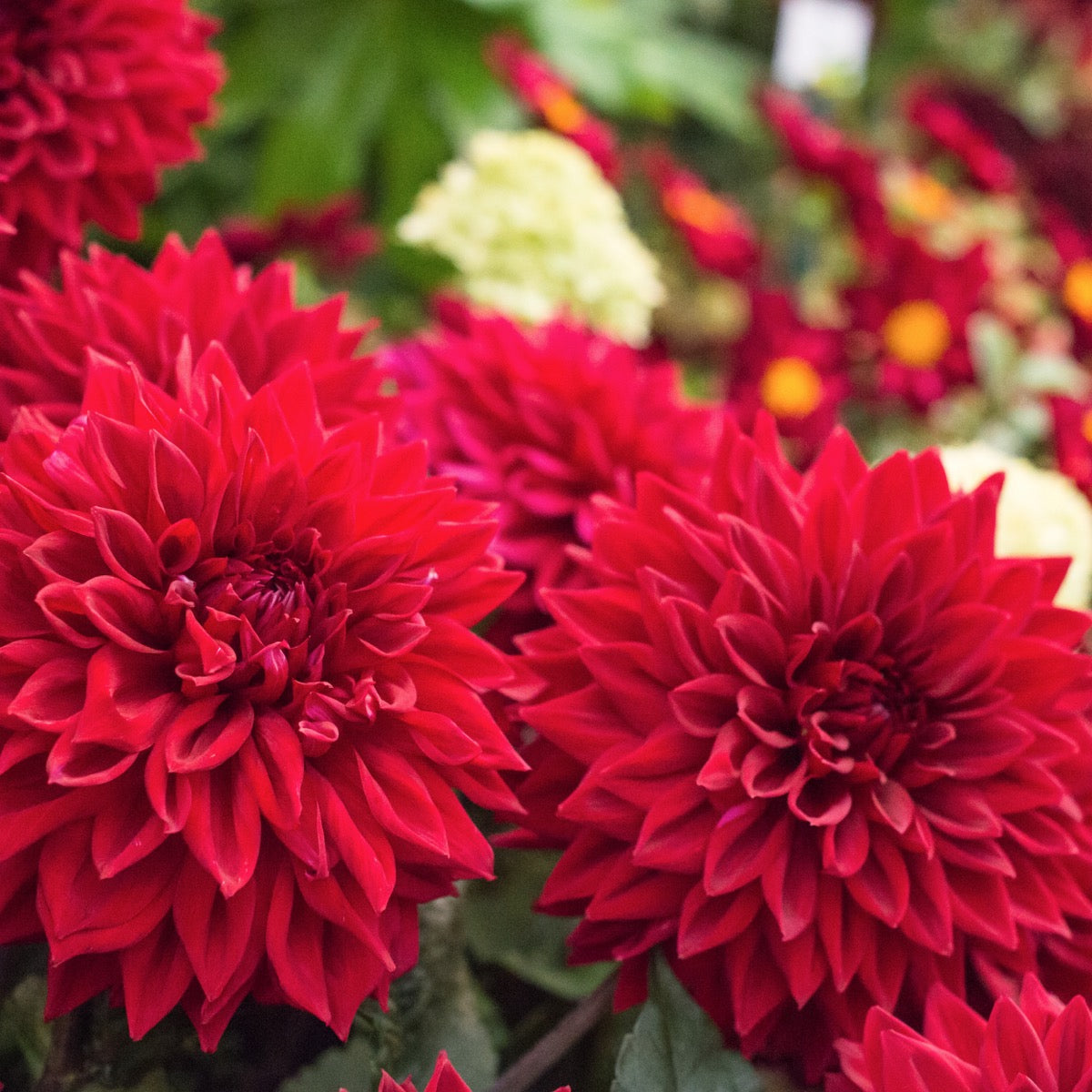 Red Dahlia Flowering Live Plant