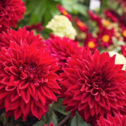 Red Dahlia Flowering Live Plant