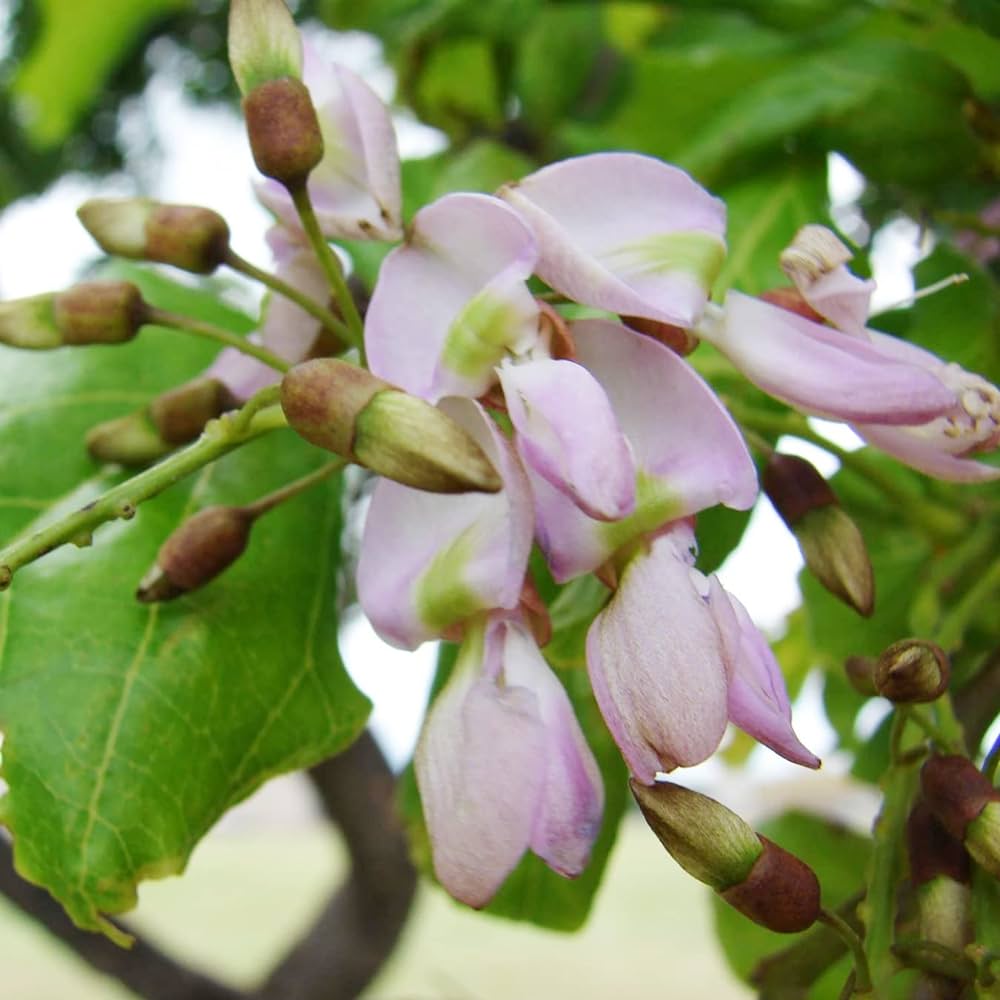 Beech Tree India Indian Beech Tree (Millettia pinnata) Rare Live Plant – Bloomica