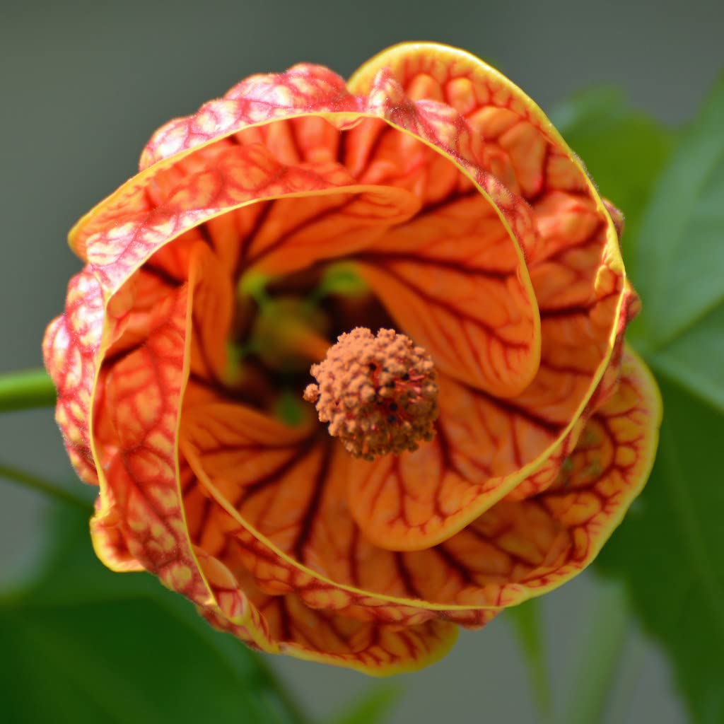 Lantern Hibiscus Tiger Flowering Live Plant