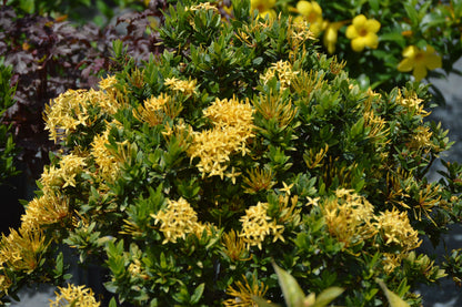 Dwarf Ixora Yellow All Time Flowering Live Plant