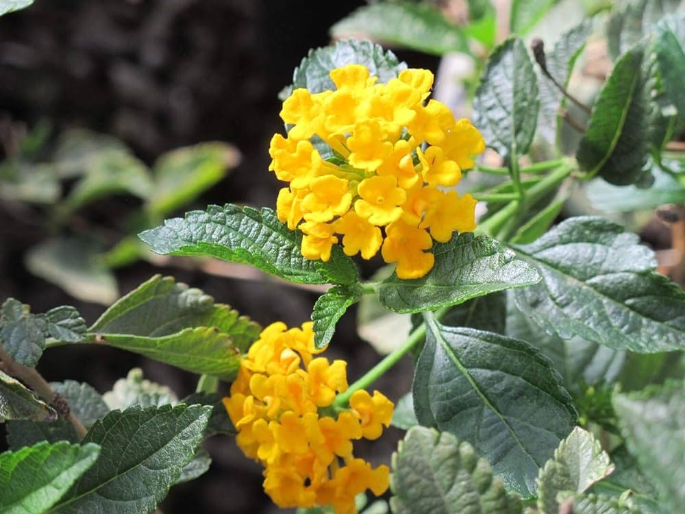 Lantana Yellow (Tick Berry) All Time Flowering Live Plant