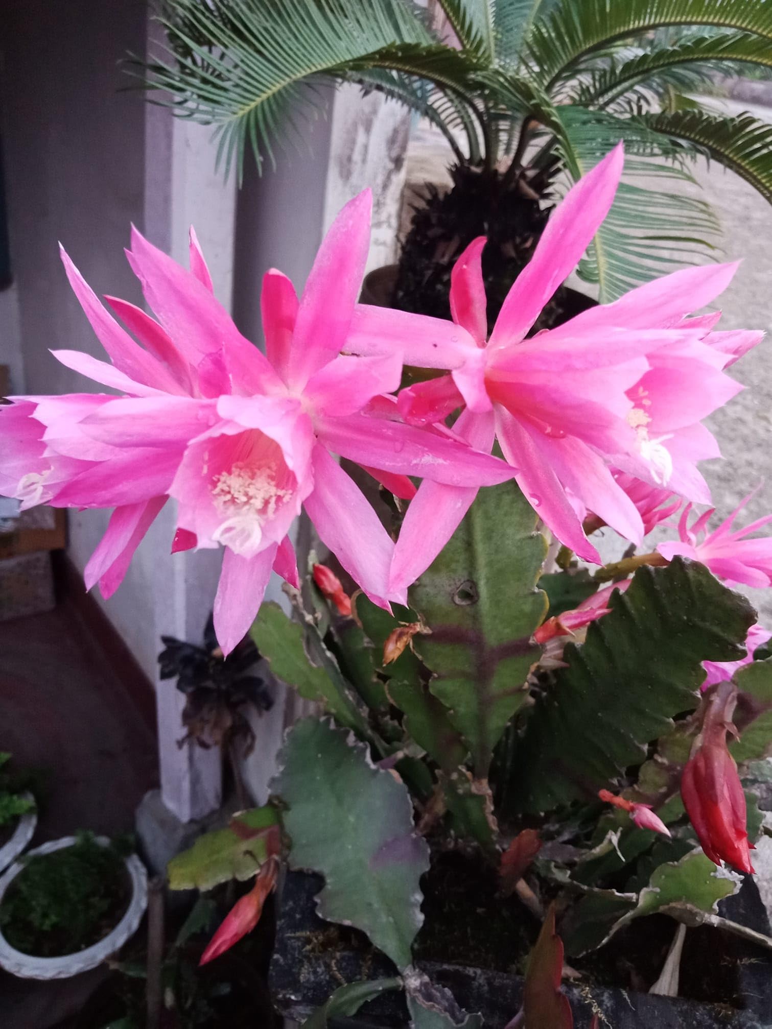 brahma kamal succulent Brahma Kamal