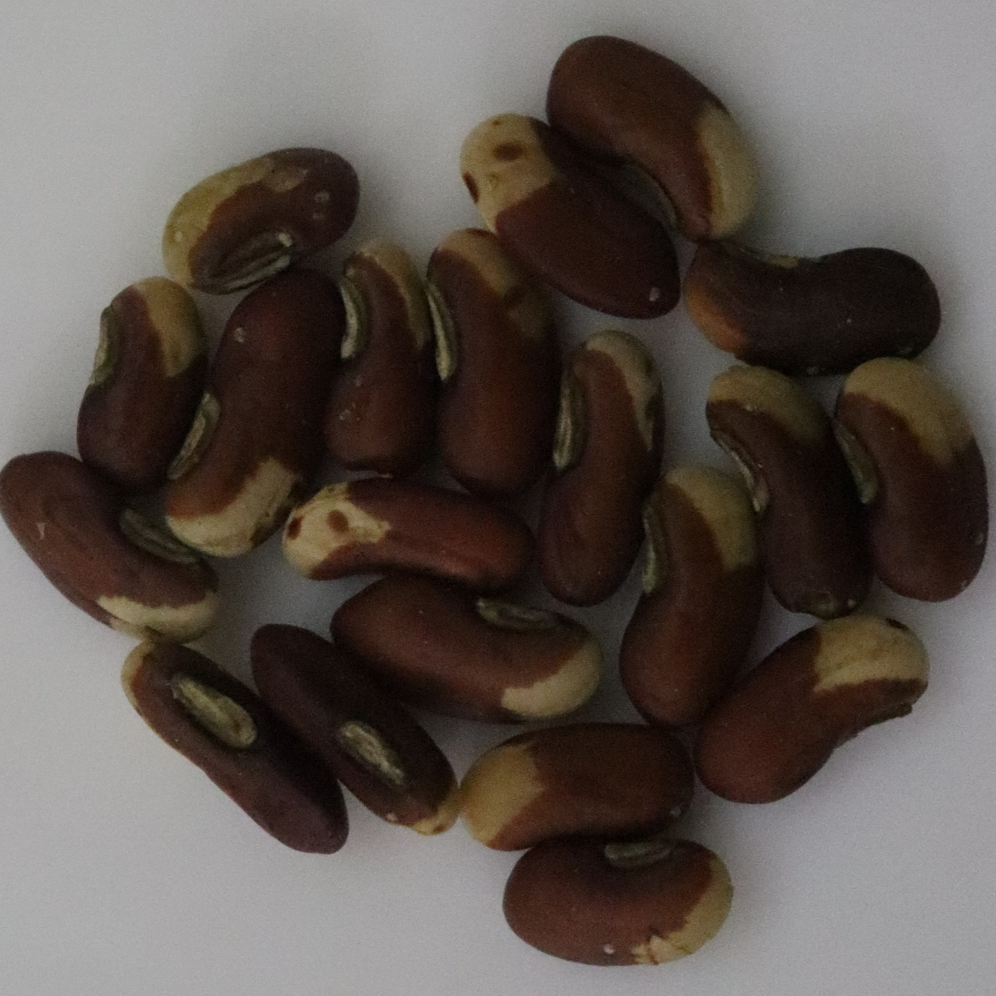 Organic Long Beans Seeds - Open Pollinated