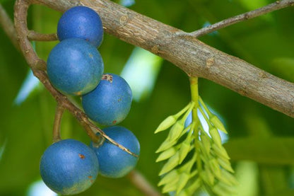 Rudraksh Layered Live Plant