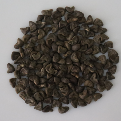 Organic Gongura/Fermented Spinach Seeds - Open Pollinated