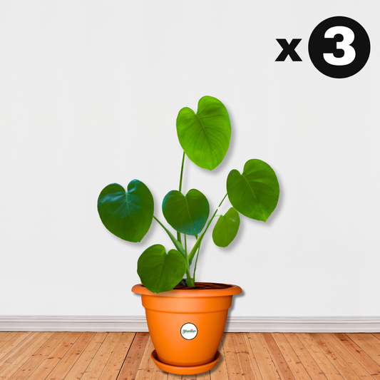 8 Inch UV Treated Plastic Pots - Terracotta Colour