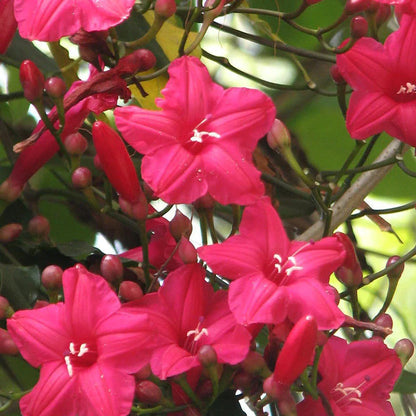 Cardinal Creeper (Ipomoea Horsfalliae) Grafted Live Plant