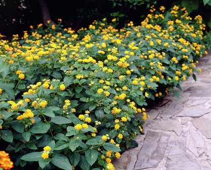 Lantana Yellow (Tick Berry) All Time Flowering Live Plant