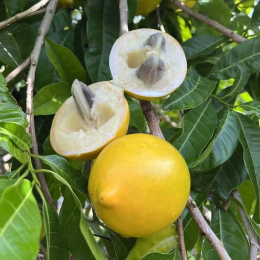 Abiu Exotic Fruit (Pouteria caimito) Live Plant