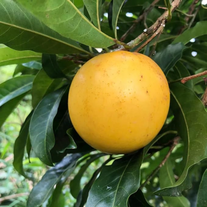 Abiu Exotic Fruit (Pouteria caimito) Live Plant