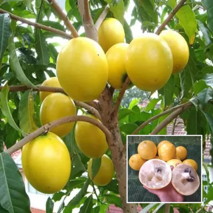 Abiu Exotic Fruit (Pouteria caimito) Live Plant
