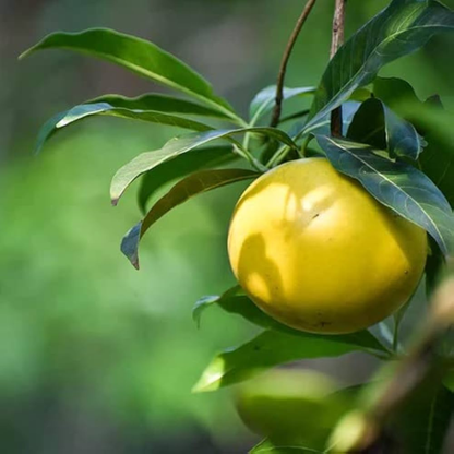Abiu Exotic Fruit (Pouteria caimito) Live Plant