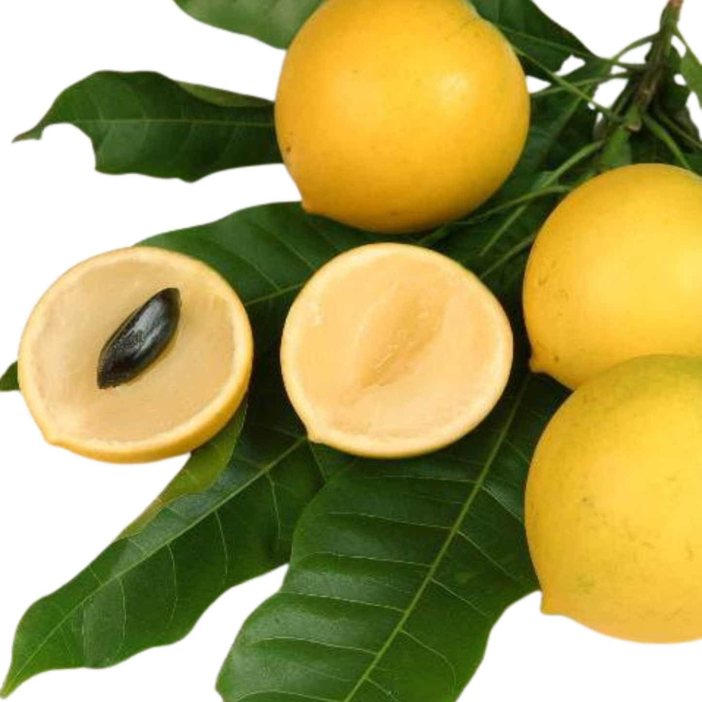 Abiu Exotic Fruit (Pouteria caimito) Live Plant