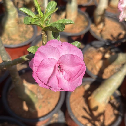 Adenium Pink Double Petal Desert Rose Rare Live Flowering Plant