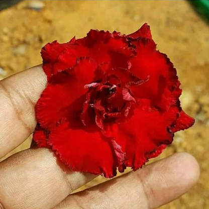 Adenium Red Double Petal Desert Rose Live Plant