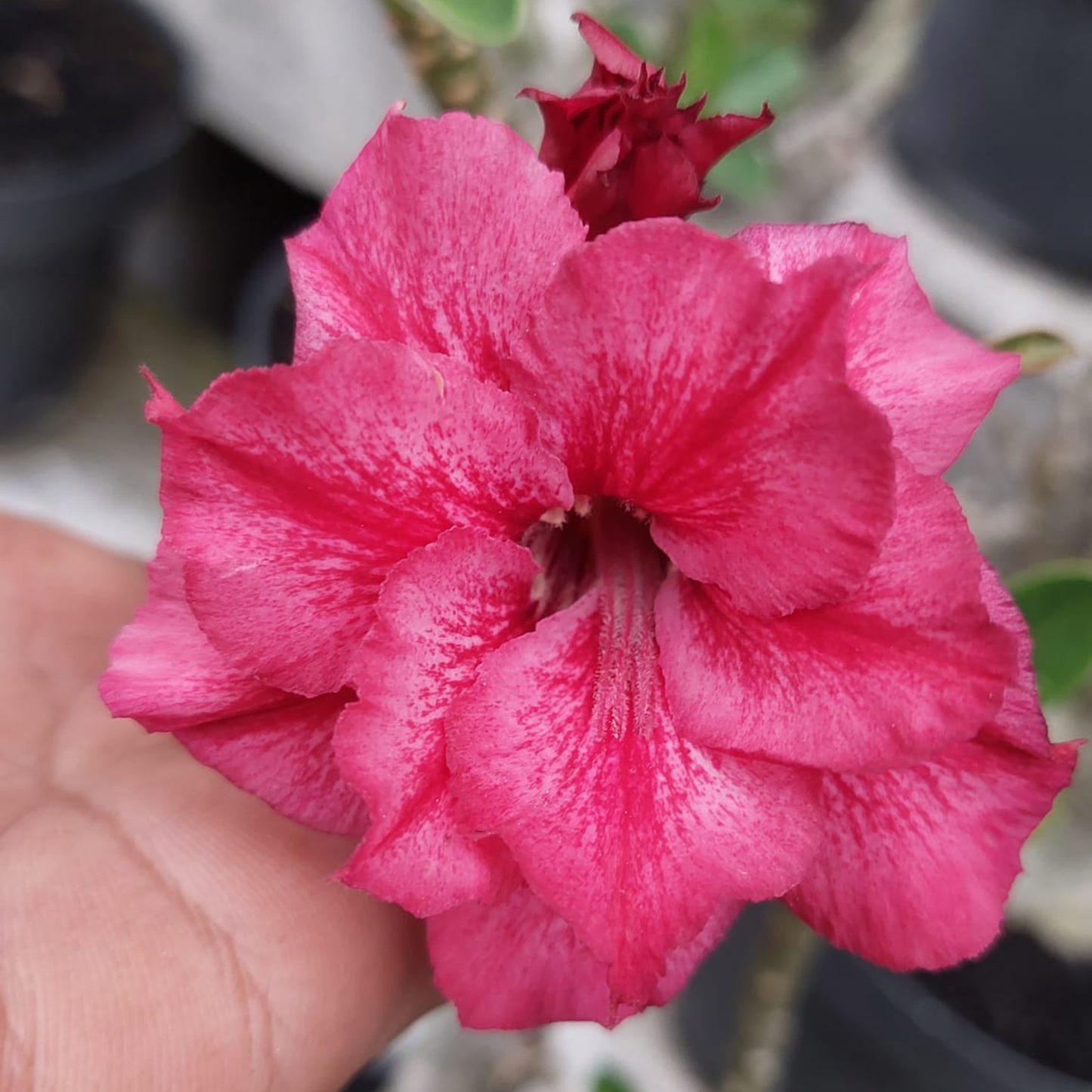 Adenium Red Ruffled Double Petal Desert Rose Rare Live Flowering Bonsai Plant