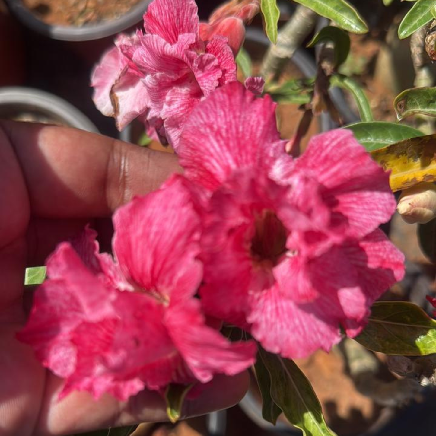 Adenium Red Ruffled Double Petal Desert Rose Rare Live Flowering Bonsai Plant