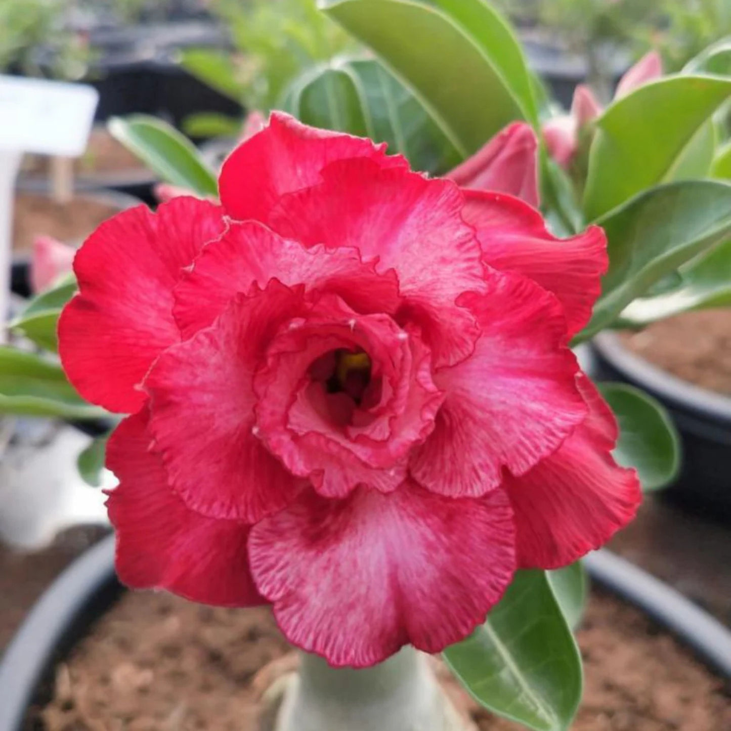 Adenium Red Ruffled Double Petal Desert Rose Rare Live Flowering Bonsai Plant