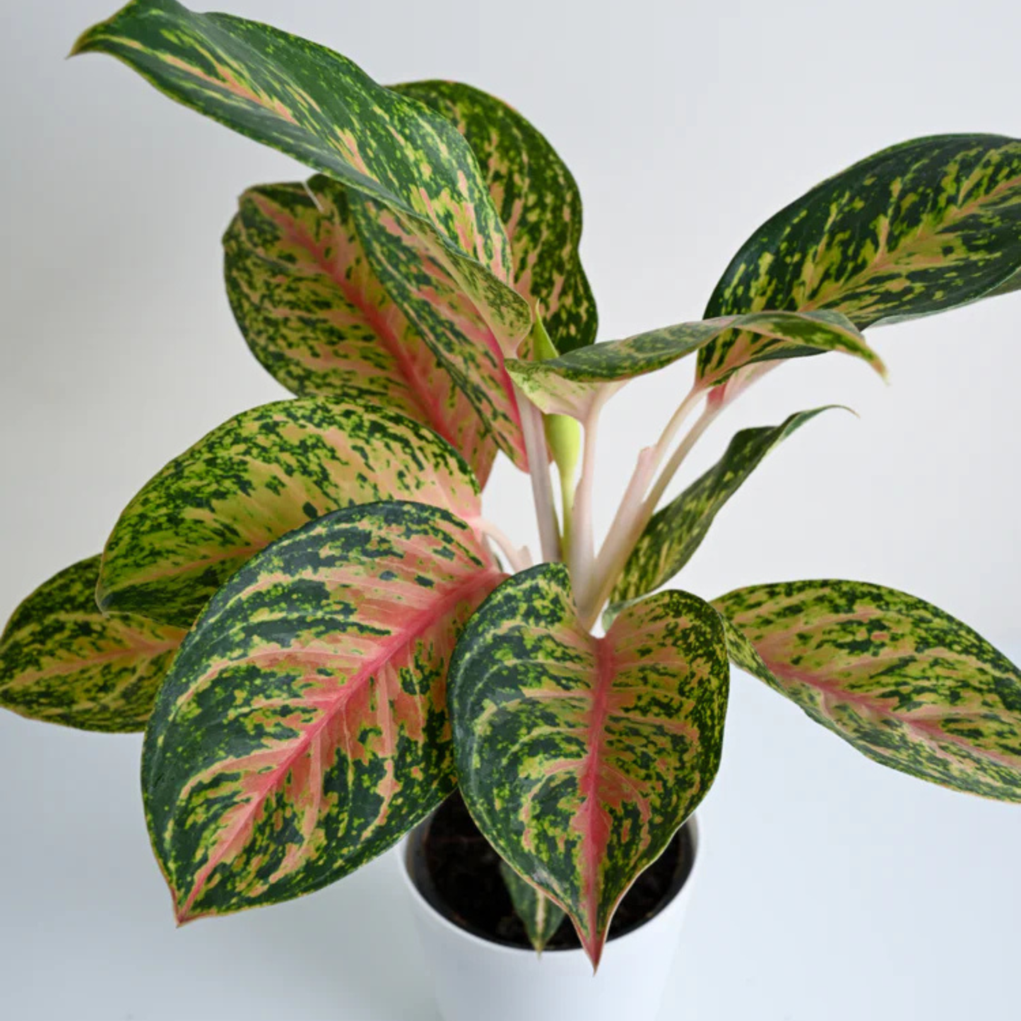 Aglaonema Rotundum  Exotic Indoor Plant