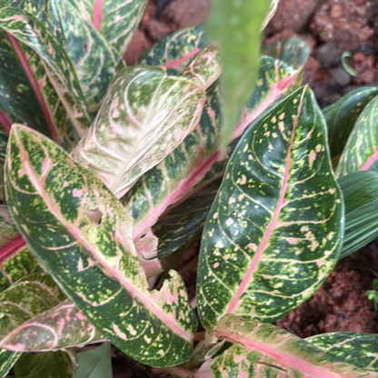 Aglaonema Rotundum  Exotic Indoor Plant