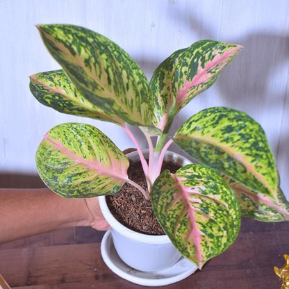 Aglaonema Rotundum  Exotic Indoor Plant
