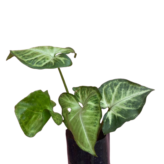 Alocasia Variegated Indoor / Outdoor Live Plant