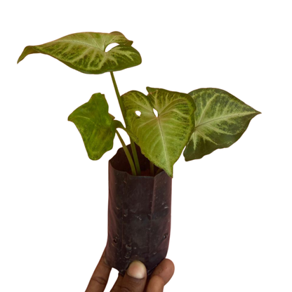 Alocasia Variegated Indoor / Outdoor Live Plant