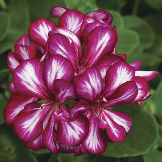 Geranium Ivy Purple and White (Burgundy Bicolor) Creeper/Climber Flowering Live Plant